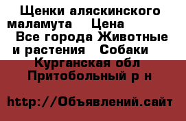 Щенки аляскинского маламута  › Цена ­ 15 000 - Все города Животные и растения » Собаки   . Курганская обл.,Притобольный р-н